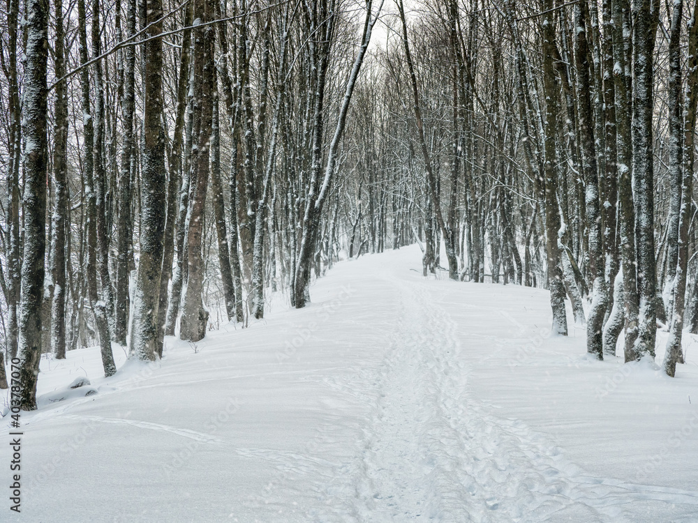 Fototapeta premium Empty alley in a snow-covered winter forest.
