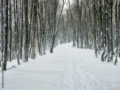 Empty alley in a snow-covered winter forest.