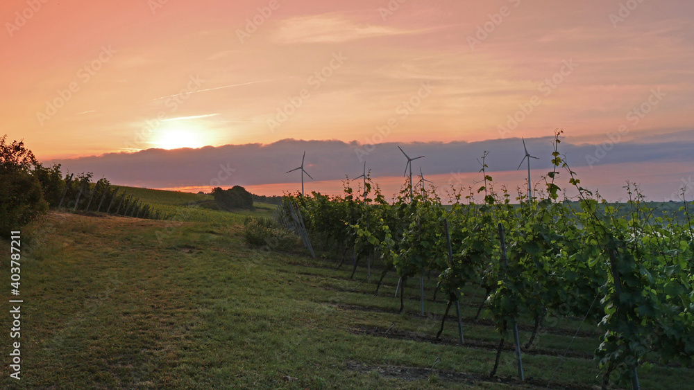 Obraz premium Landscape In Winegrowing District Rhinehesse In The Early Morning, Beginning Of Summer, Rhineland-Palatinate, Germany