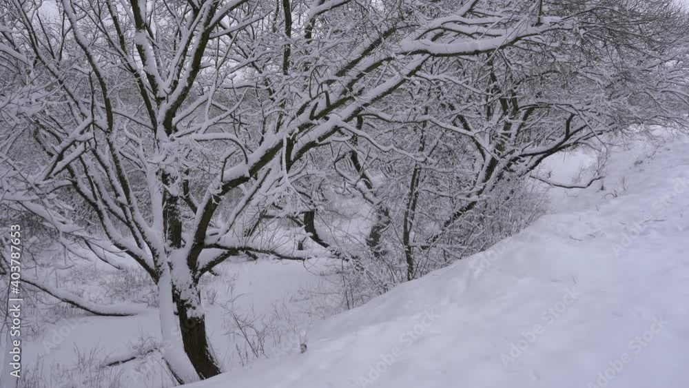Snow falling off branches after heavy snowfall Snow falling off branches after heavy snowfall