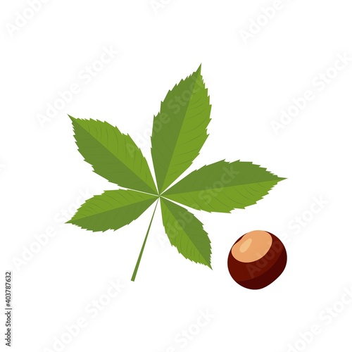Horse chestnut. Chestnut leaf,medical plant.Vector illustration isolated on white background