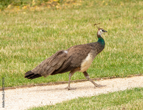 Confident peacock strutting down a gravel path.