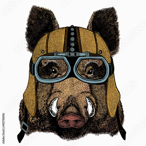 Wild boar, hog, pig. Animal head, portrait