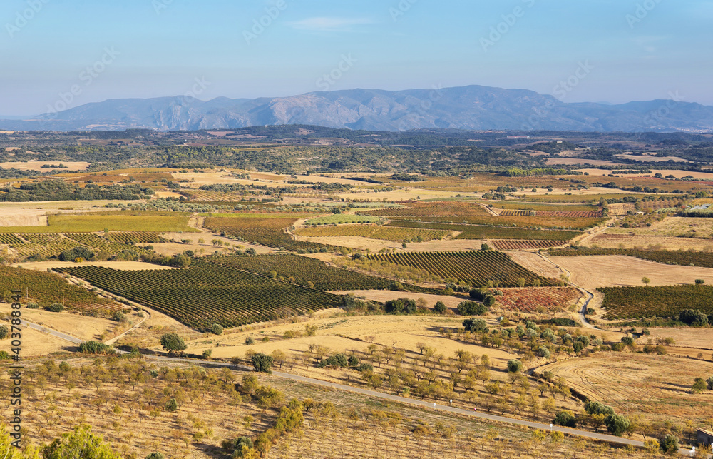 Fototapeta premium View of vineyards fields of Somontano PDO, Huesca province, Spain