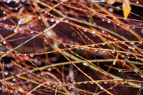 View of plants covered with rain drops in autumn