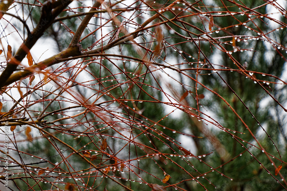 View of plants covered with rain drops in autumn View of plants covered with rain drops in autumn