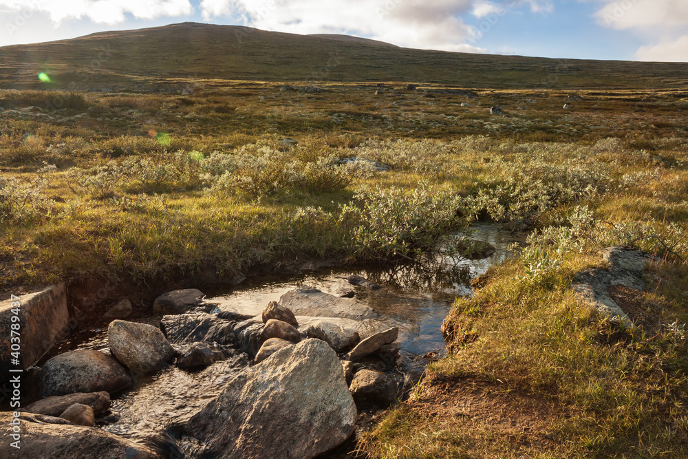 Summer landscape mountain tundra Summer landscape mountain tundra