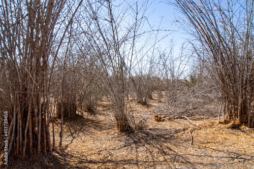 trees in the forest