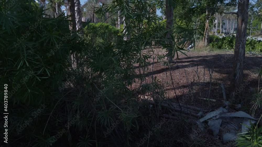 View of beautiful Palm Trees around the Sunny Blue Skies | Tropical Vacation in Dubai | Palm tree on the background 