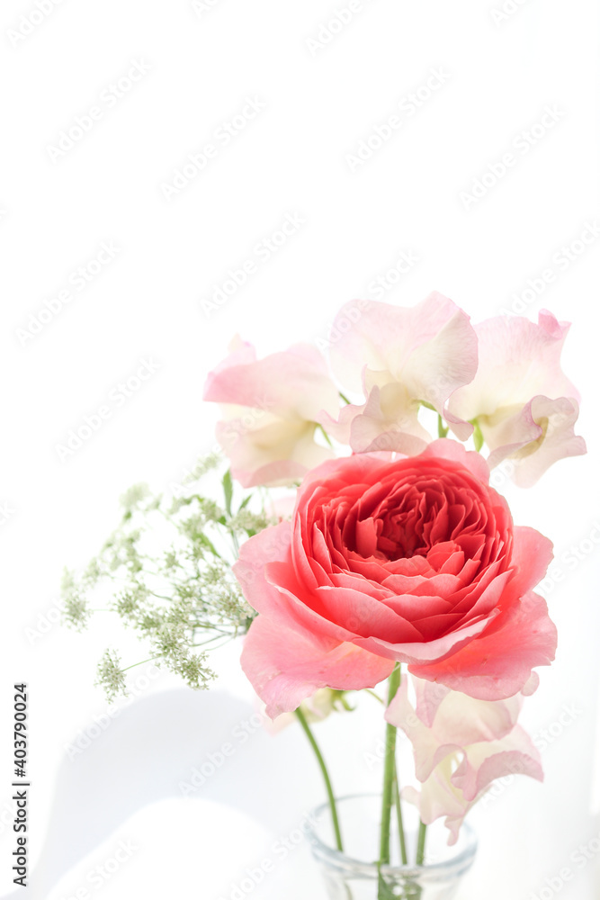 窓辺にあるピンクの薔薇 窓辺にあるピンクの薔薇