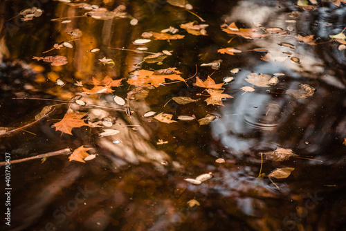 Brown leaves floating on a water pond
