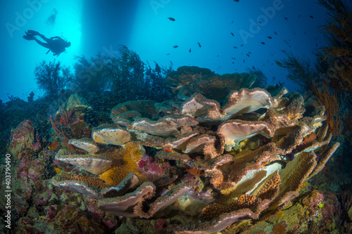 Beautiful coral reef and wildlife just below liveaboard in Papua New Guinea