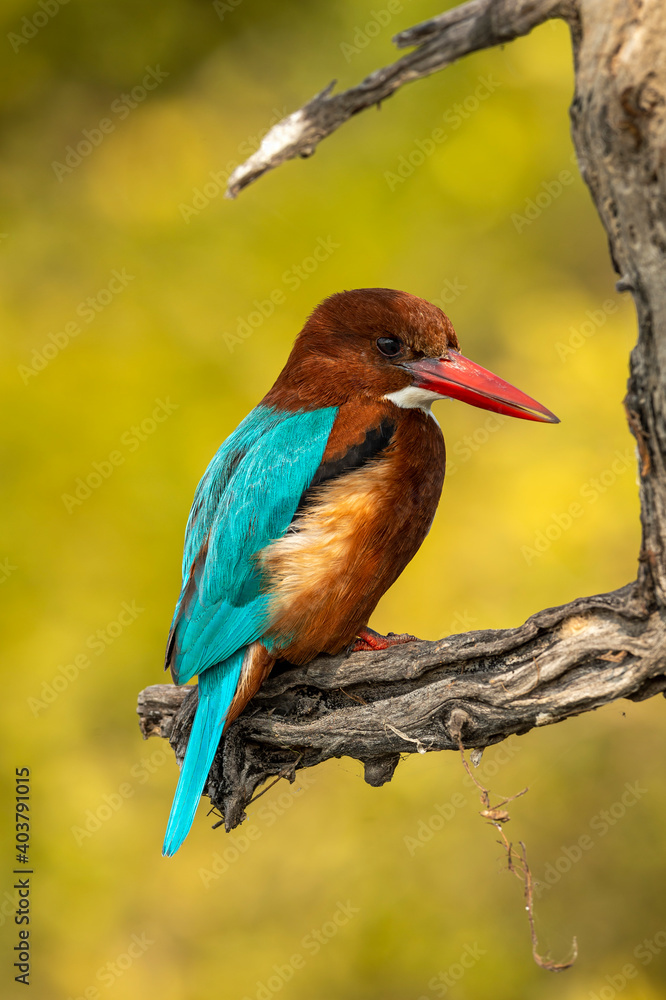 Obraz premium White throated or breasted kingfisher bird portrait in natural green background during winter season at keoladeo national park or bharatpur bird sanctuary rajasthan india - halcyon smyrnensis