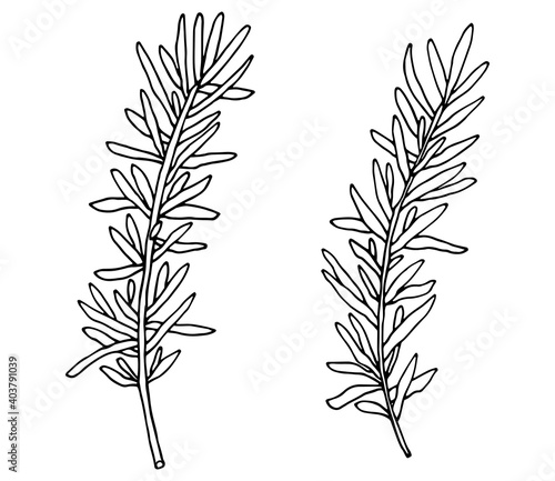 Hand drawing of rosemary branch, isolated on white background. Vector illustration.