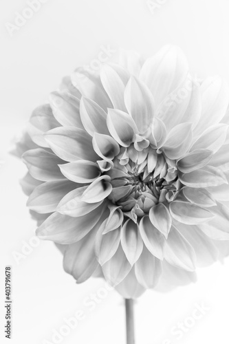 モノクロのダリア