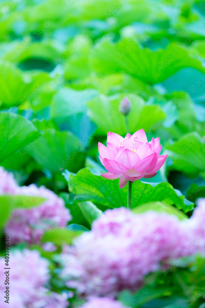 蓮の花
Lotus flower