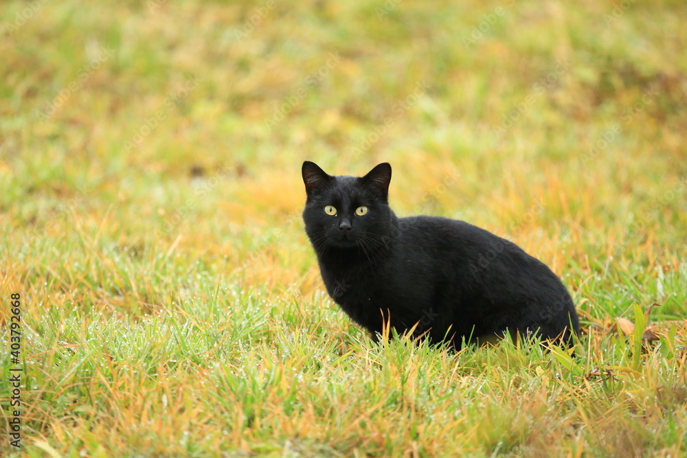 Black cat in garden on the meadow