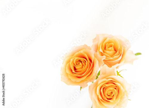３本の薔薇の花束 白バック