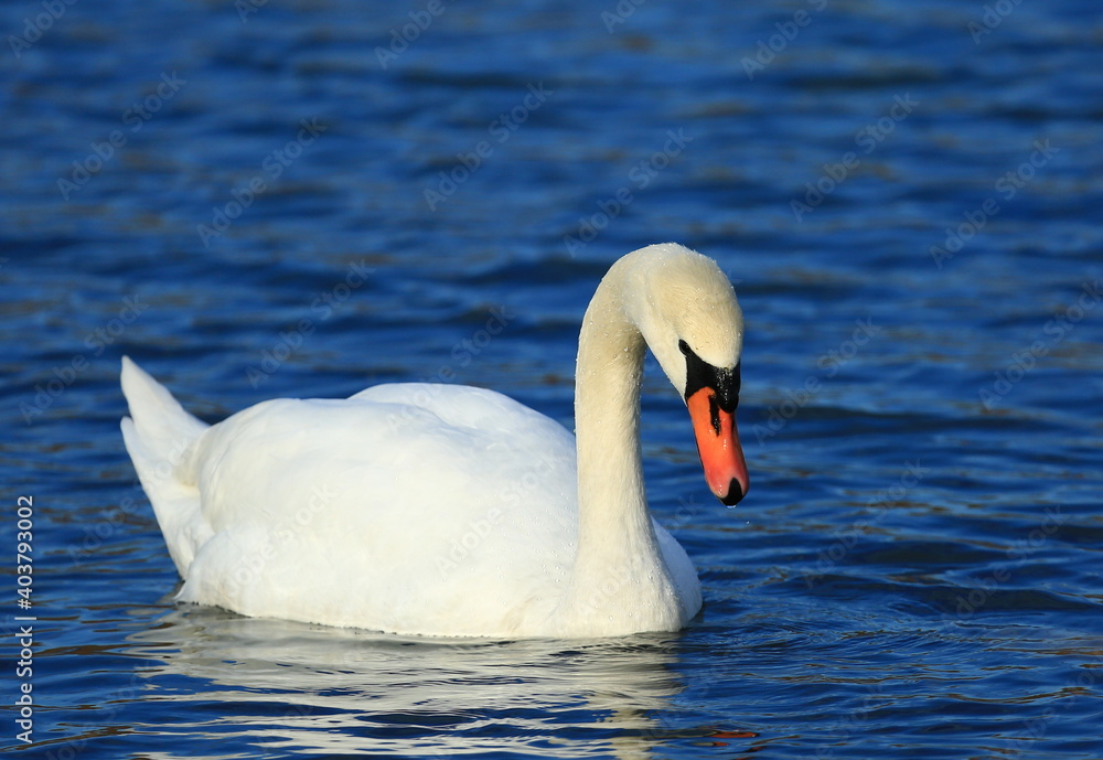 Swan on the lake; beautiful elegant bird in natural habitat Swan on the lake; beautiful elegant bird in natural habitat