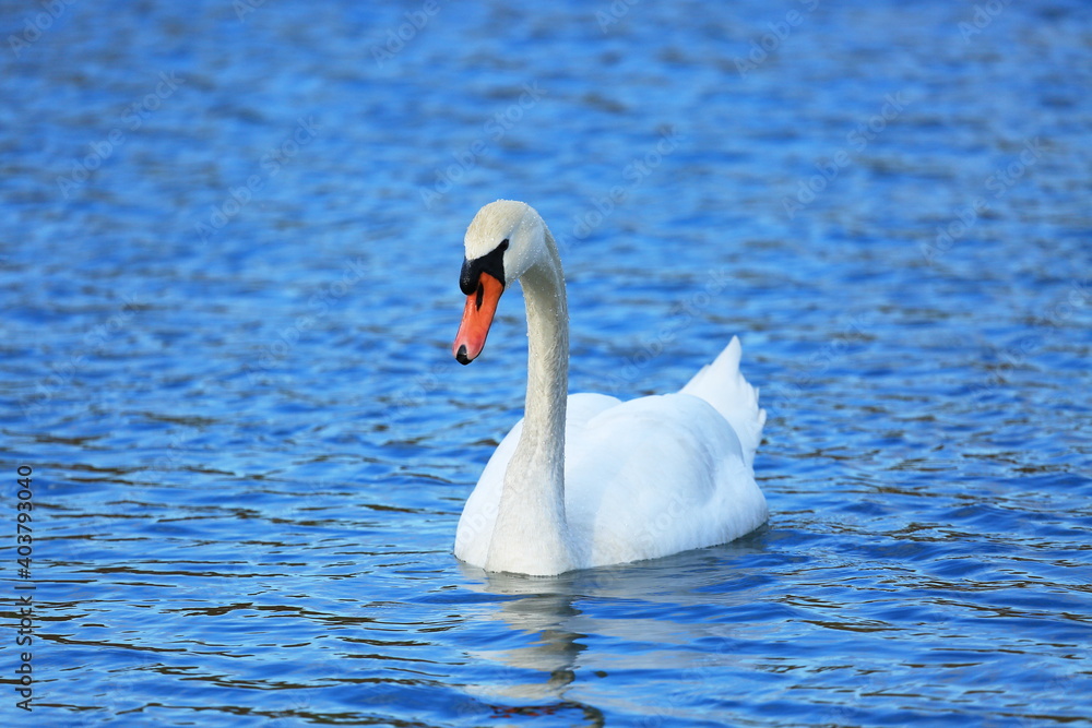 Swan on the lake; beautiful elegant bird in natural habitat Swan on the lake; beautiful elegant bird in natural habitat