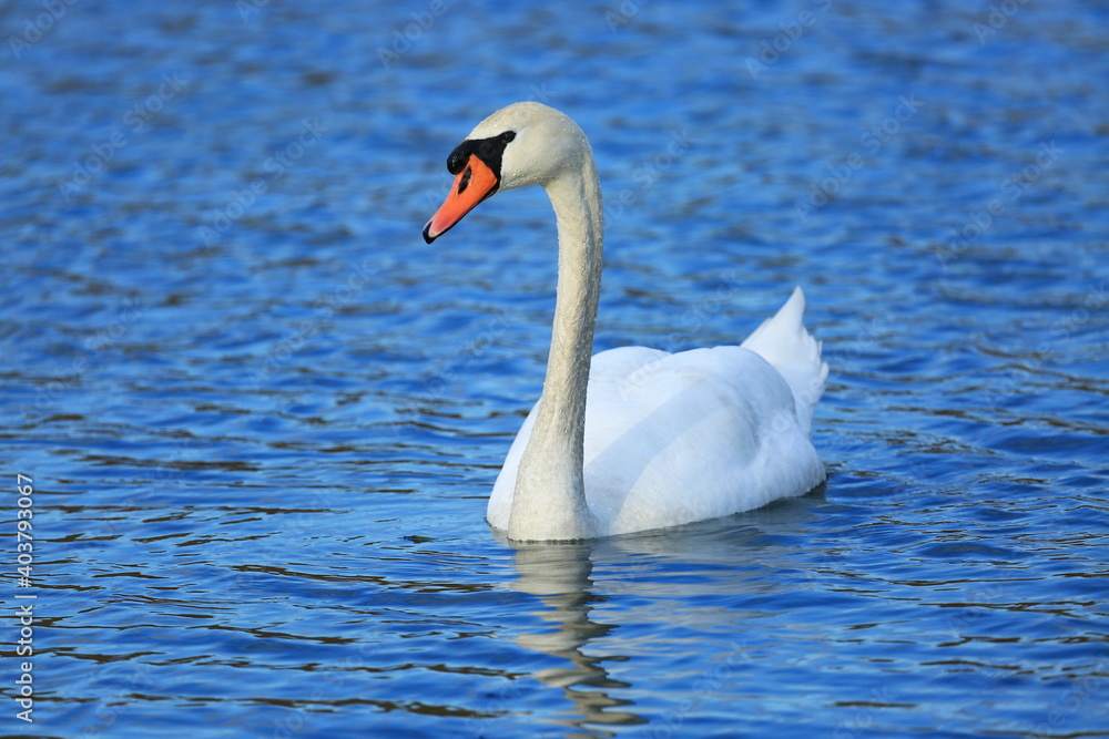 Swan on the lake; beautiful elegant bird in natural habitat Swan on the lake; beautiful elegant bird in natural habitat