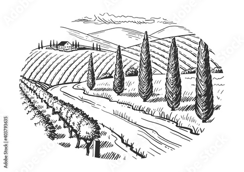 Rural landscape. Grape fields. Cypress trees. Hand drawn sketch. Vintage style. Black and white vector illustration isolated on white background.