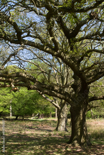 Trees in Epping Forest, Essex, England  photo