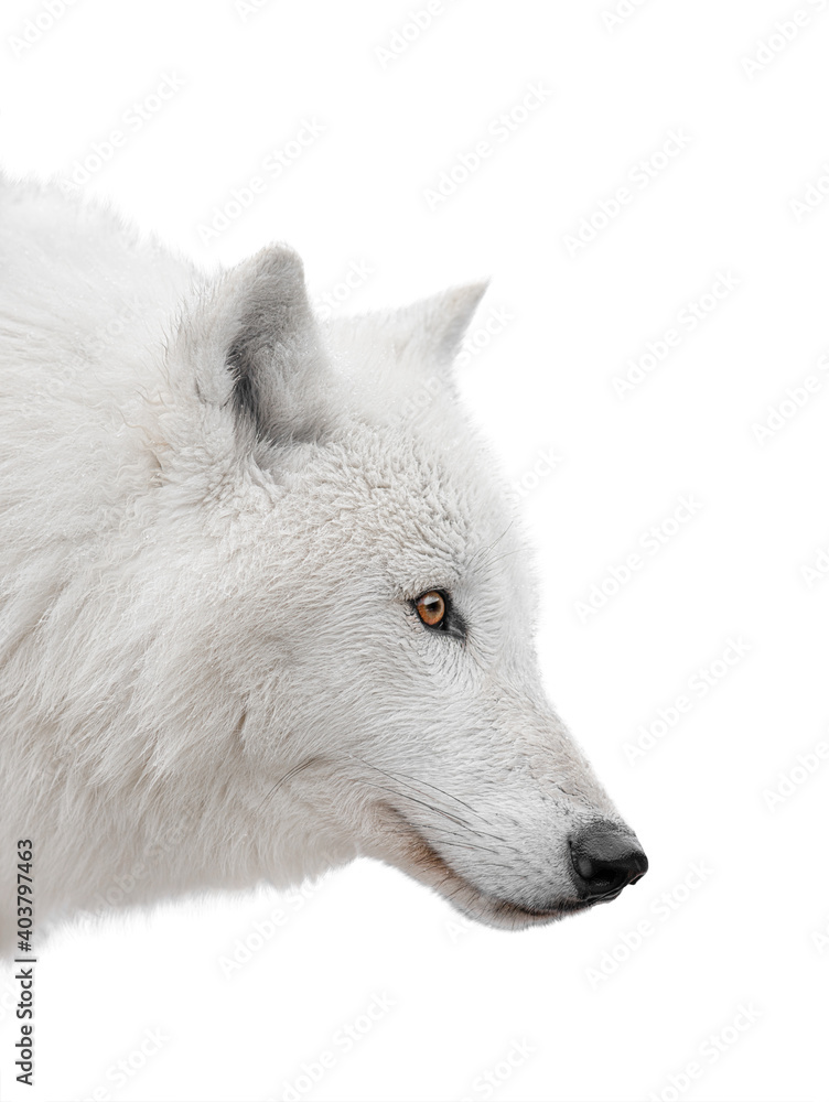 profile portrait of an arctic wolf isolated on white background profile portrait of an arctic wolf isolated on white background