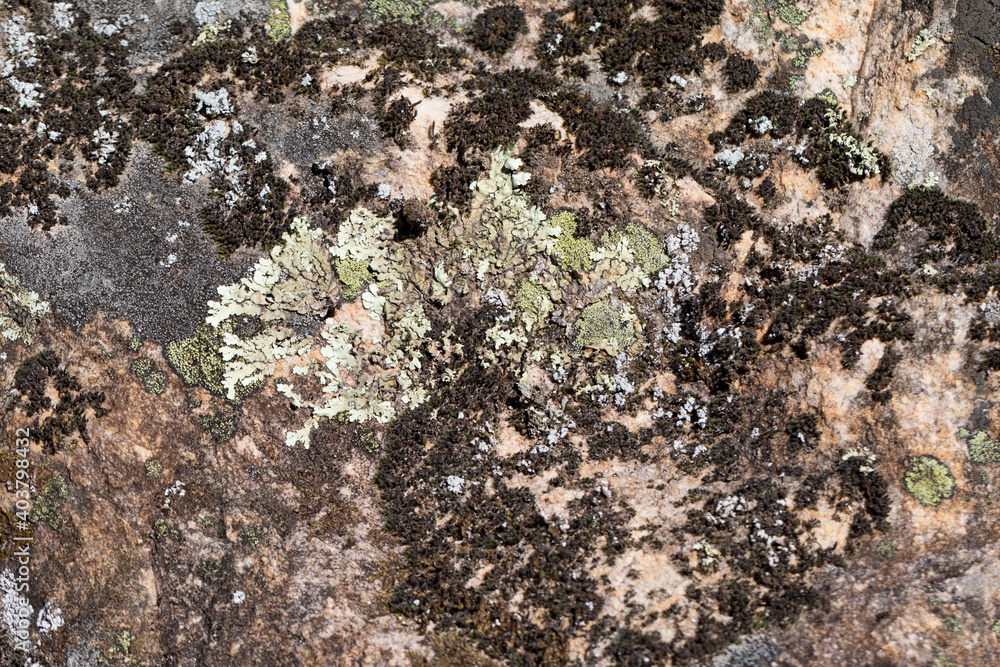 Close up view of a grey flat stone speckled with colourful lichens and ivy growing. Colorful pattern and texture surface. Abstract outdoor natural view as a background. Close up view of a grey flat stone speckled with colourful lichens and ivy growing. Colorful pattern and texture surface. Abstract outdoor natural view as a background.