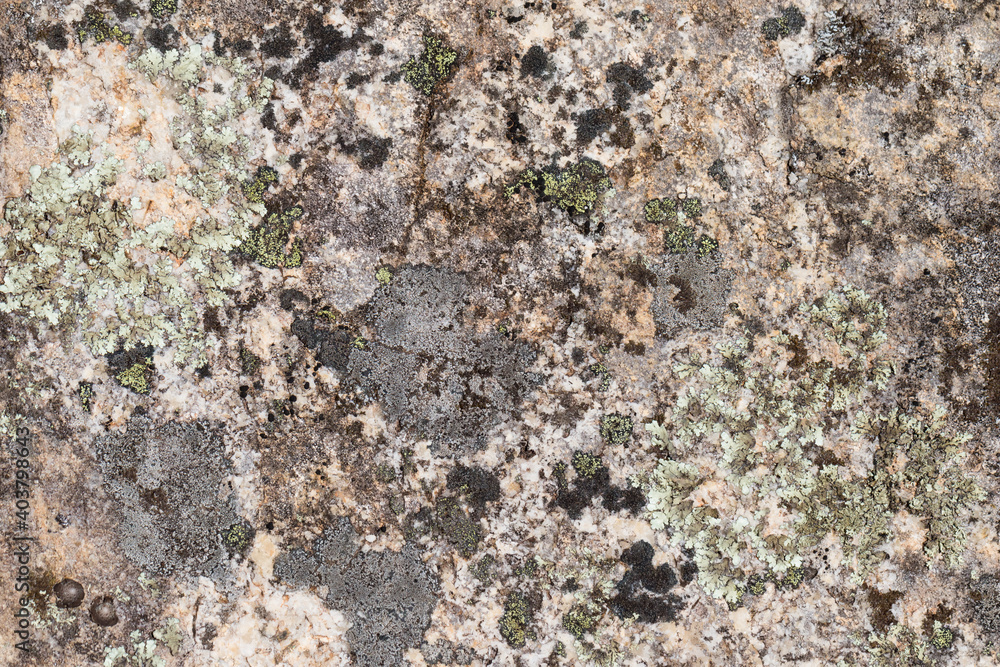 Close up view of a grey flat stone speckled with colourful lichens and ivy growing. Colorful pattern and texture surface. Abstract outdoor natural view as a background. Close up view of a grey flat stone speckled with colourful lichens and ivy growing. Colorful pattern and texture surface. Abstract outdoor natural view as a background.