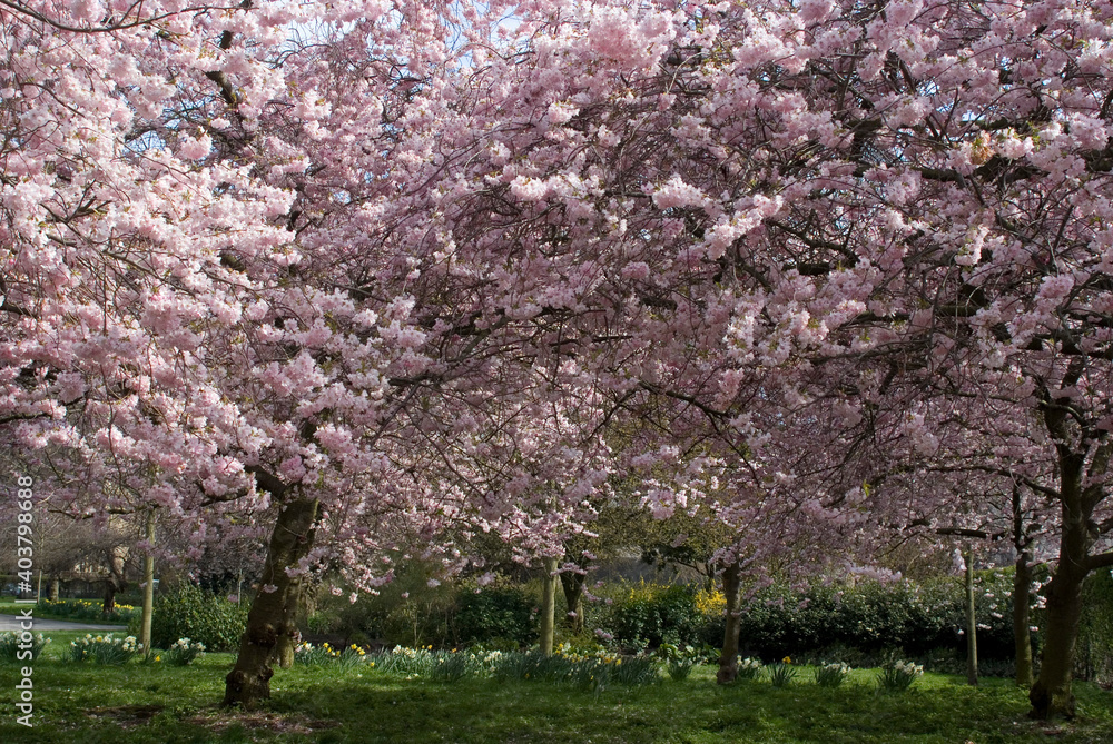 Cherry trees in full bloom in spring. Cherry trees in full bloom in spring.