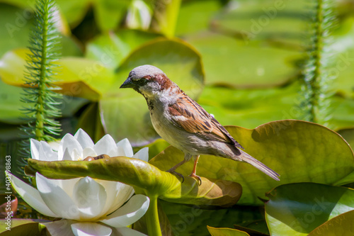 Kleiner Vogel mit einer weißen Seerose auf einem Teich