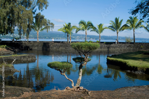 Pond with palm trees, Lili?uokalani photo