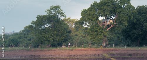 Photography Treetop house and the paddy field, rural village landscape view in Hambantota,