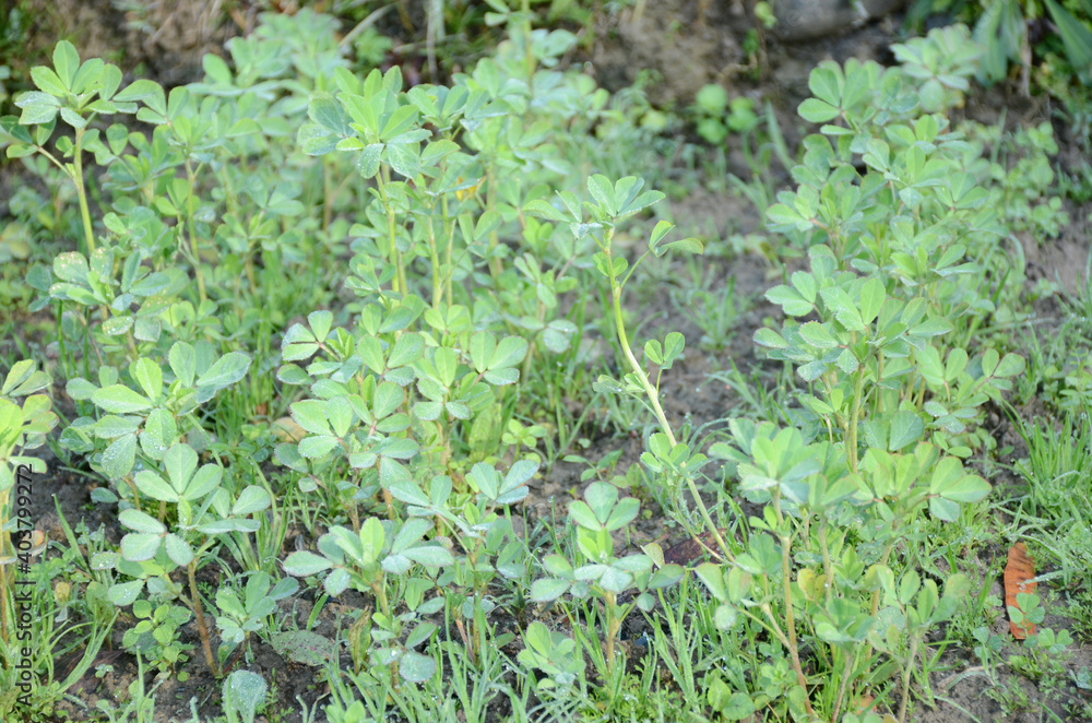 the ripe green Greek plant with leave in the garden. the ripe green Greek plant with leave in the garden.