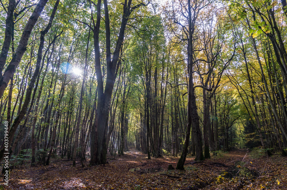 Obraz premium Autumn forest. Autumn in the Park. Yellow and red leaves on trees in autumn. A forest road.