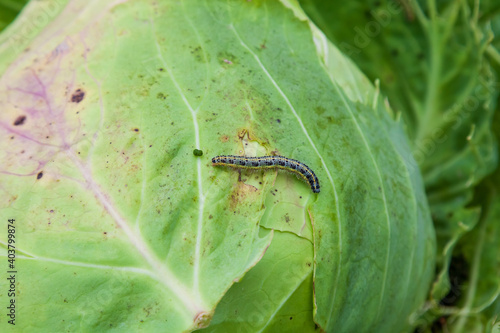 Insect caterpillar on a green leaf of cabbage eats a plant. A garden pest for agricultural crops and an enemy of gardeners.