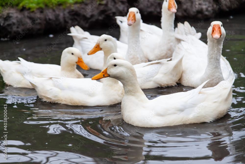 Obraz premium A flock of ducks and geese of white color with yellow beaks close-up against a background of green grass on a summer day save themselves from the heat.