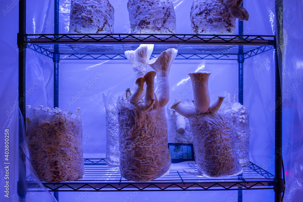 Ταπετσαρία cultivation of mushrooms mycology