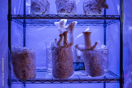 Φωτογραφία cultivation of mushrooms mycology