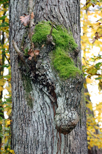 Fototapeta Naklejka Na Ścianę i Meble -  Drzewo swoim kształtem przypominające głowę słonia. 