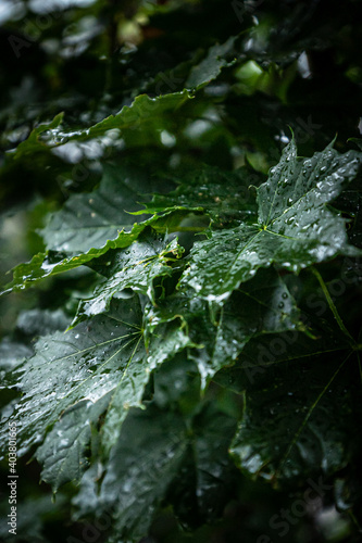 green leaves after rain, macro shots, rain drops