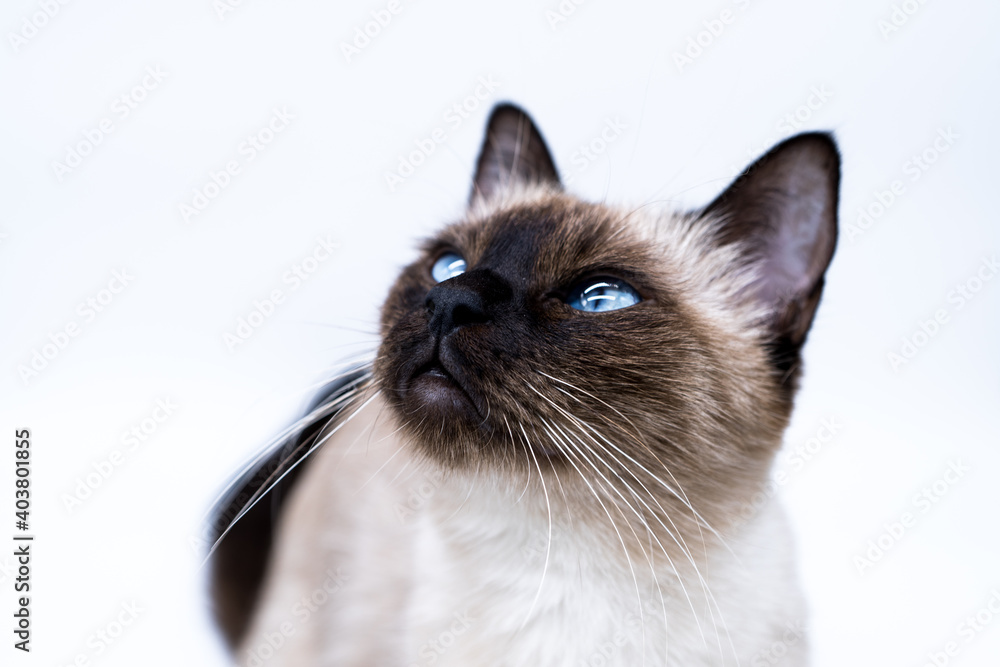 siamese thai cat with big blue eyes