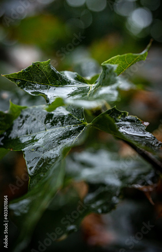 green leaves after rain, macro shots