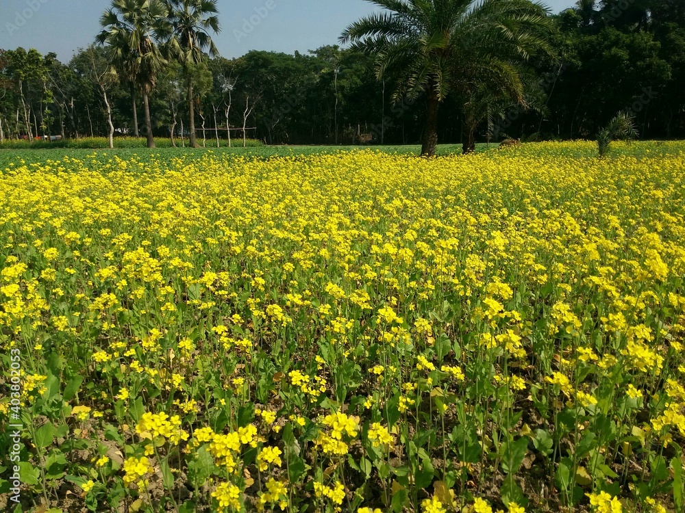 Mustard cornfield yellow flowers in rural area