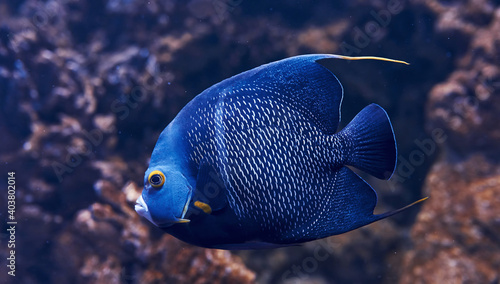 Aracana ornata fish is underwater. Close up view. Life in ocean