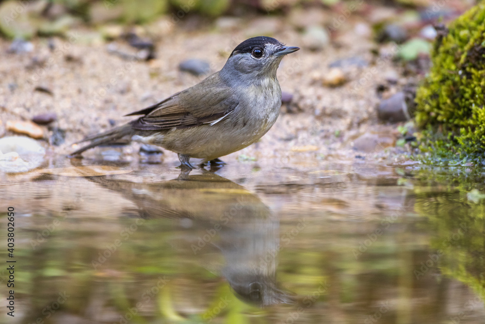 Mönchsgrasmücke (Sylvia atricapilla) Männchen Mönchsgrasmücke (Sylvia atricapilla) Männchen