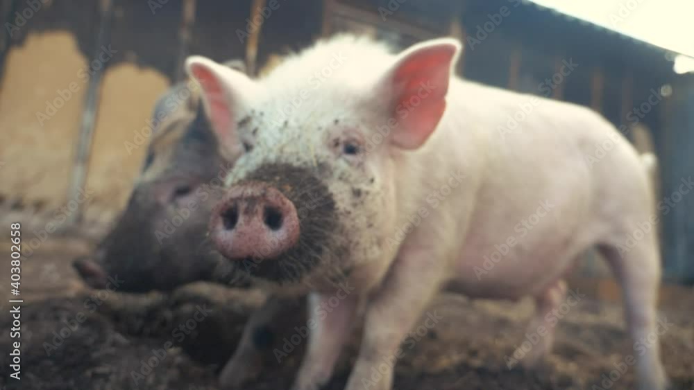 agribusiness pigs on farm. pig running on farm the ground slow motion video. pigs on farm business natural farming concept. pig is digging the ground agribusiness pigs on farm. pig running on farm the ground slow motion video. pigs on farm business natural farming concept. pig is digging the ground