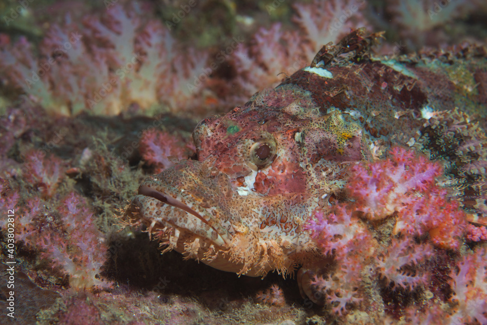 Red Scorpionfish in the Pacific Ocean. Pacific marine fauna. Koh lippe island