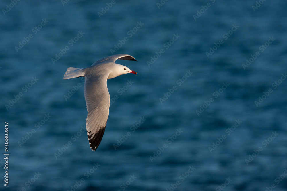 Audouins Meeuw, Audouin's Gull; Ichthyaetus audouinii